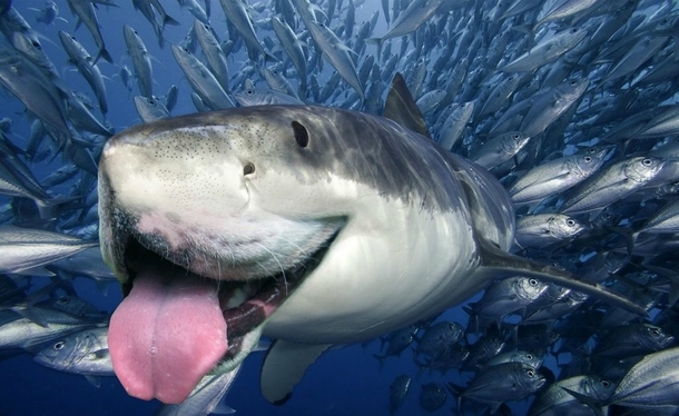 Pic #5 - In honor of Shark WeekWhat if