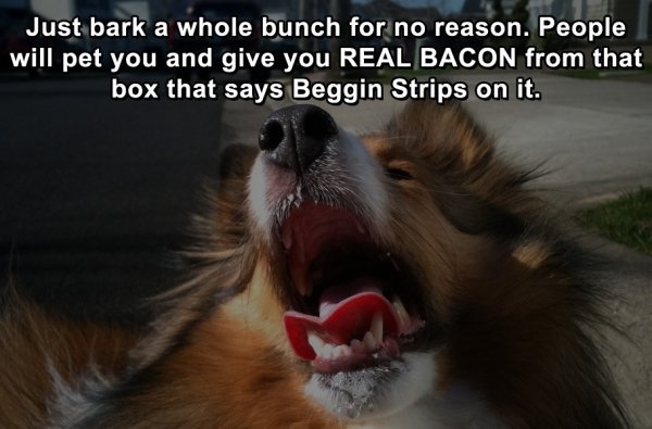 Pic #5 - Life Hacks for Dogs Bark Yeah