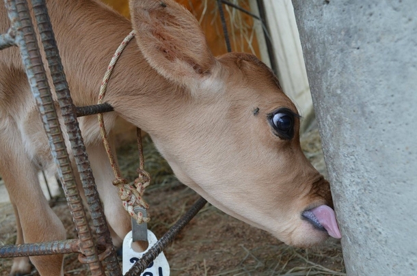Pic #5 - Made a friend at a farm today