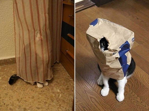 Pic #5 - Pets who completely suck at hide and seek