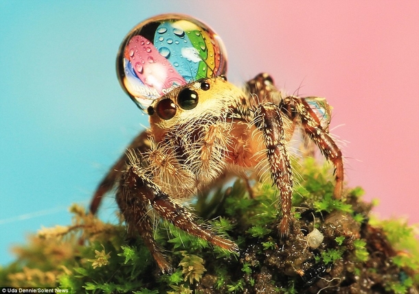Pic #5 - Some spiders wear water drops as fancy hats