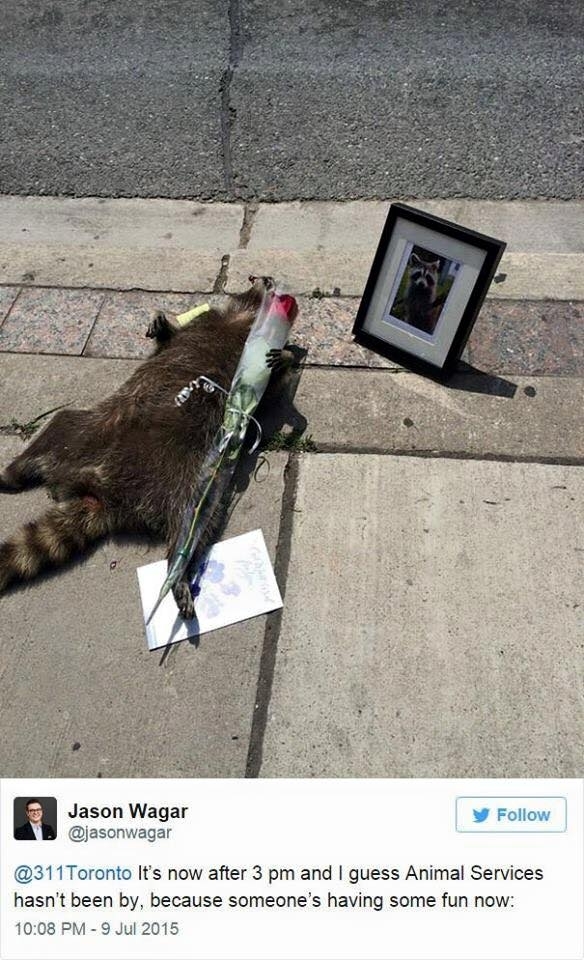 Pic #5 - The Toronto Raccoon Story