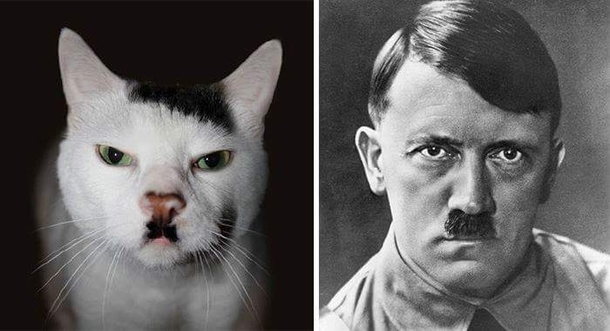 Pic #6 - Animals That Are Celebrity Look-alikes
