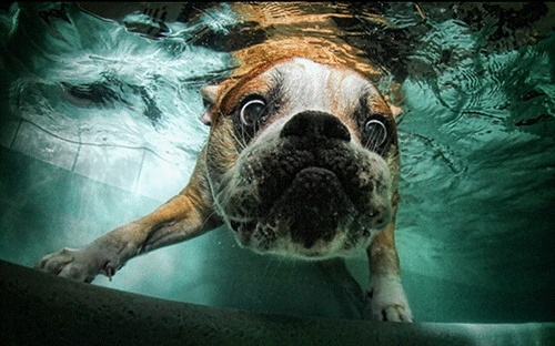 Pic #6 - Dogs  ball  Underwater camera