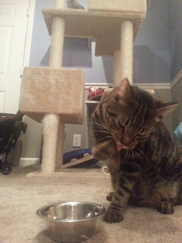Pic #6 - Every time I feed my cat tuna he eats it with his paws