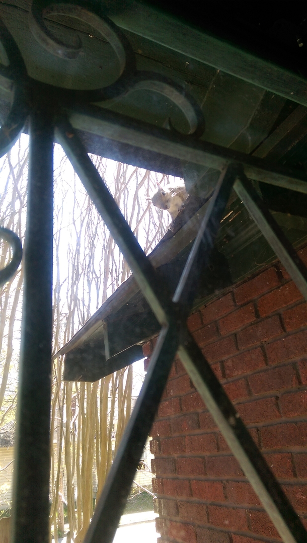 Pic #6 - I made a squirrel mad and now im afraid to go outside Short back story in comments