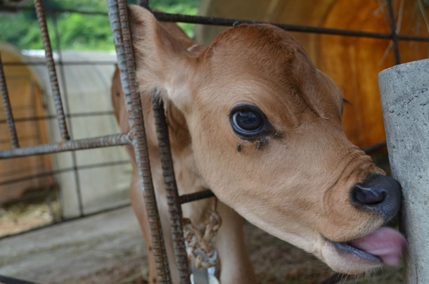 Pic #6 - Made a friend at a farm today