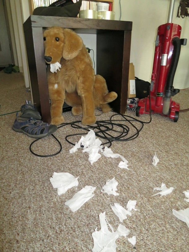 Pic #6 - My Roommates adopted this dog they found abandoned NEAR a dumpster