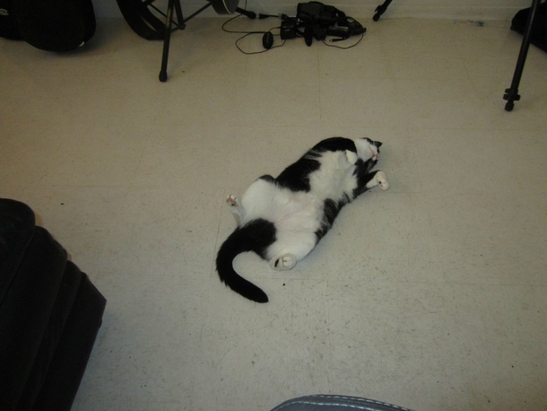 Pic #6 - This is how my roommates cat sleeps