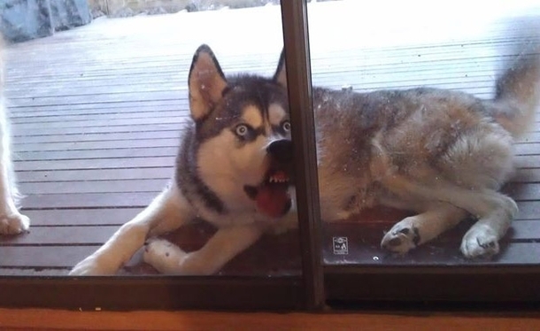 Pic #7 - Animals in Complete Astonishement