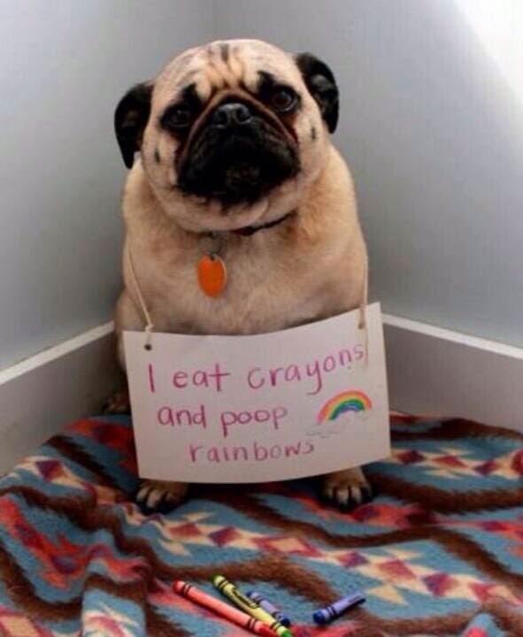 Pic #7 - Bad Dogs