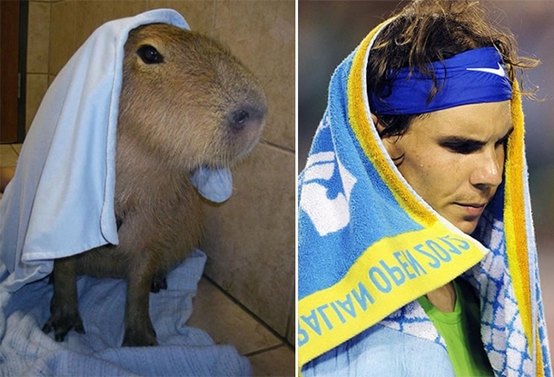 Pic #7 - Capybaras That Look Like Rafael Nadal