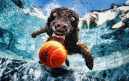 Pic #7 - Dogs  ball  Underwater camera