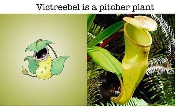 Pic #7 - Real world animals that inspired Pokmon