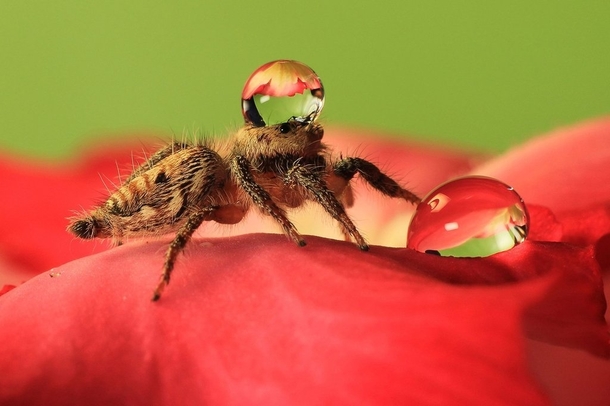 Pic #7 - Some spiders wear water drops as fancy hats