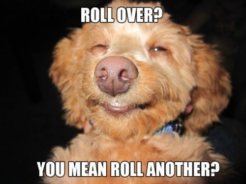 Pic #7 - Stoned dogs
