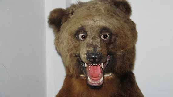 Pic #7 - This is Taxiderpy