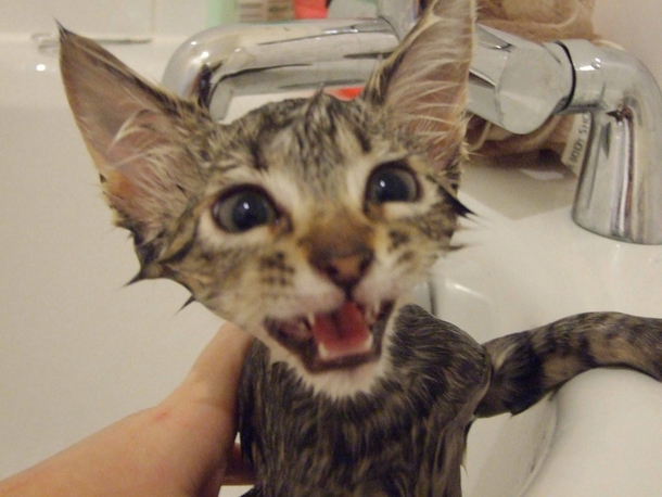Pic #7 - When cats need baths