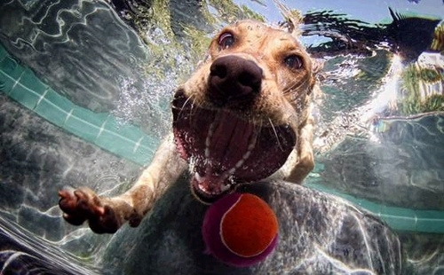 Pic #8 - Dogs  ball  Underwater camera