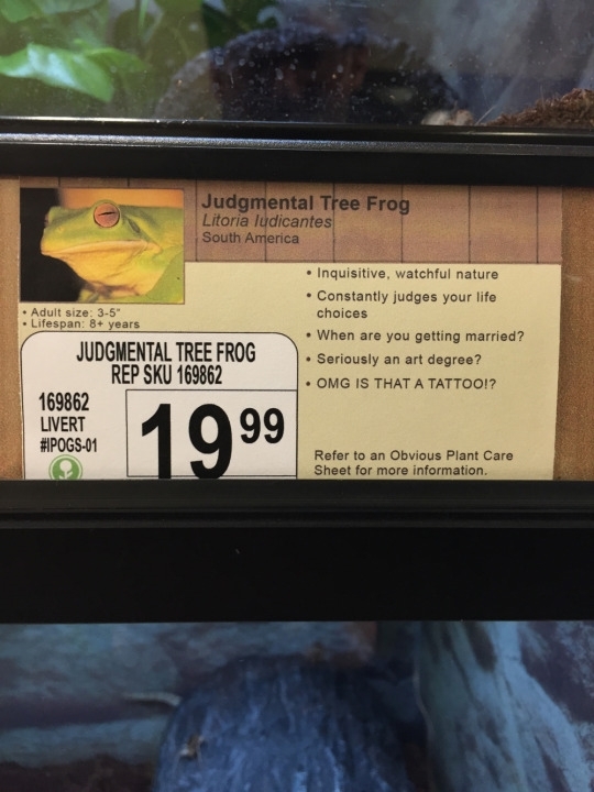 Pic #8 - I added some new pet options to a local pet store