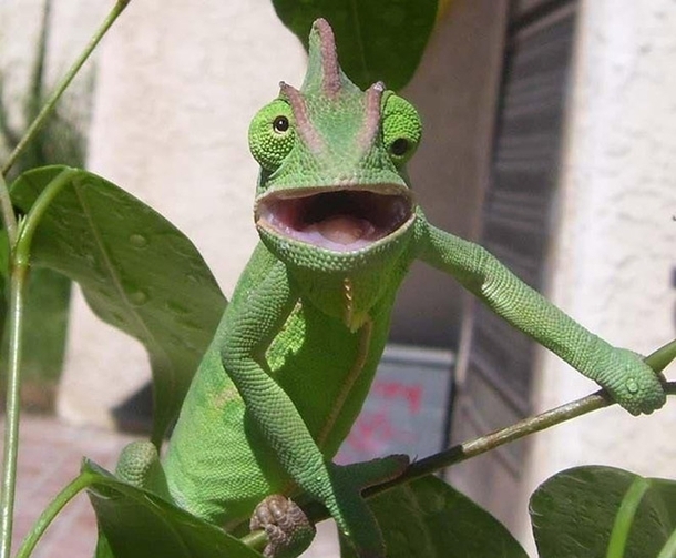 Pic #9 - Animals in Complete Astonishement