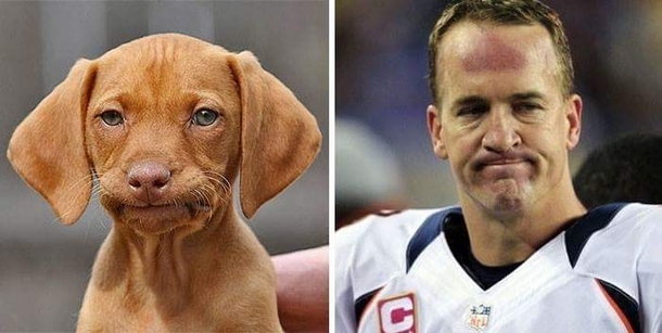 Pic #9 - Animals That Are Celebrity Look-alikes