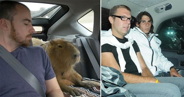 Pic #9 - Capybaras That Look Like Rafael Nadal - Meme Guy