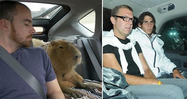 Pic #9 - Capybaras That Look Like Rafael Nadal