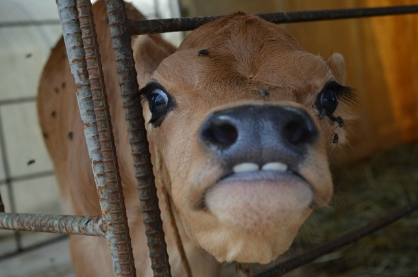 Pic #9 - Made a friend at a farm today