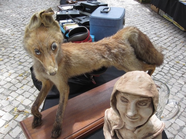 Pic #9 - This is Taxiderpy