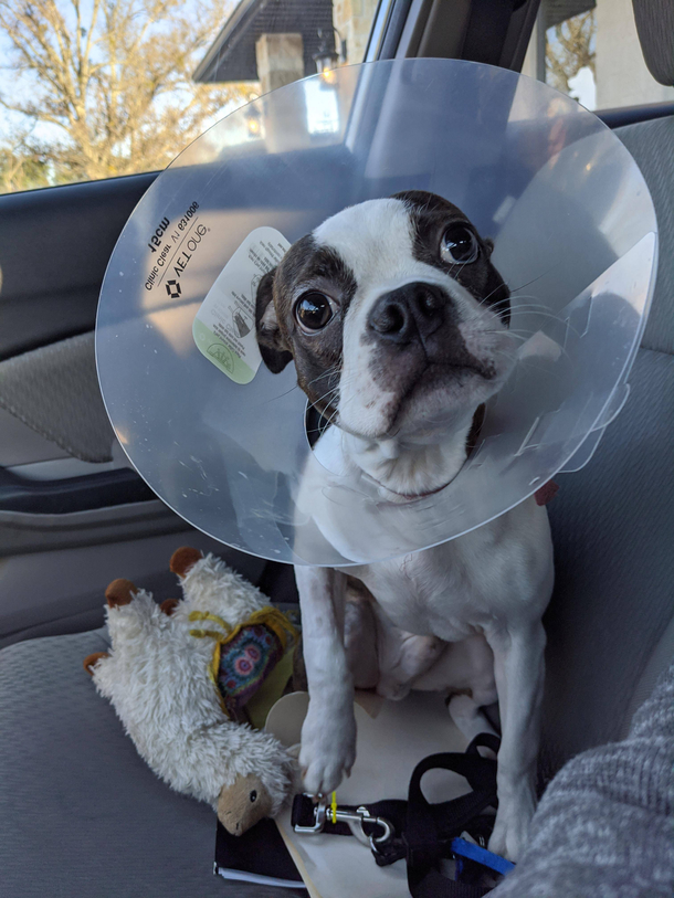 Picked up my dog at the Vet after he was neutered