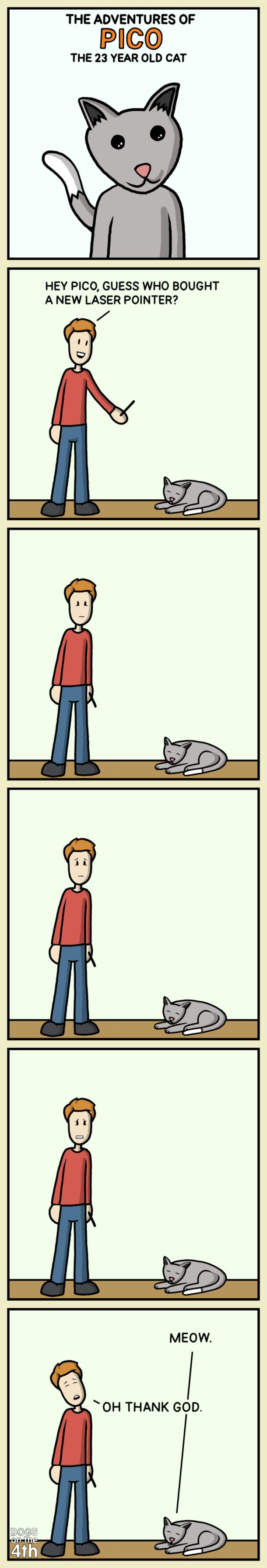 Pico the  year old cat