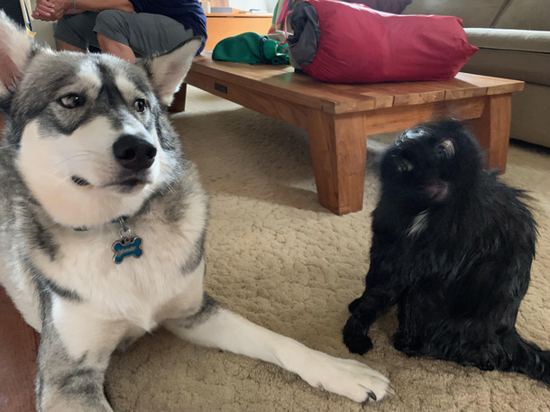 Picture of my cat and dog
