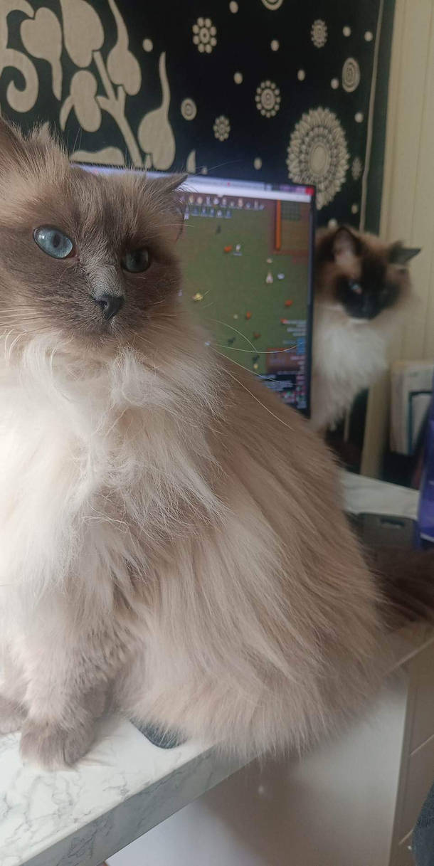 Picture taken moments before cat-astrophe