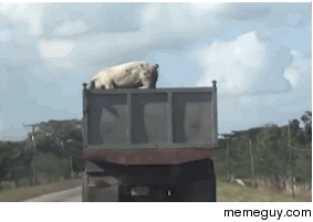Pig jumps to freedom from slaughter house bound truck