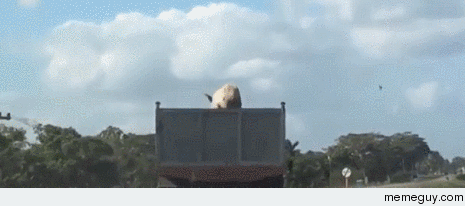 Pig Refuses to Be Bacon Jumps From Truck