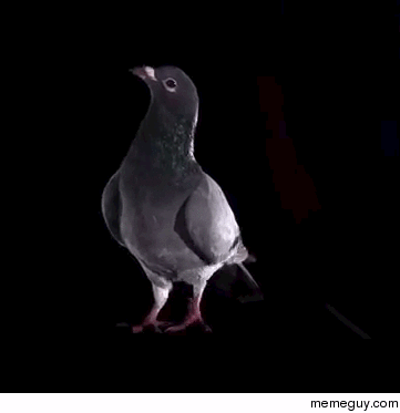 Pigeon slow-motion vertical takeoff
