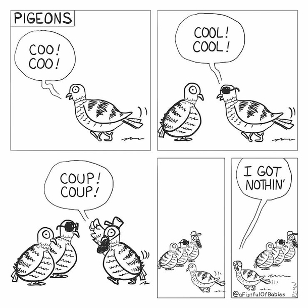 Pigeons 