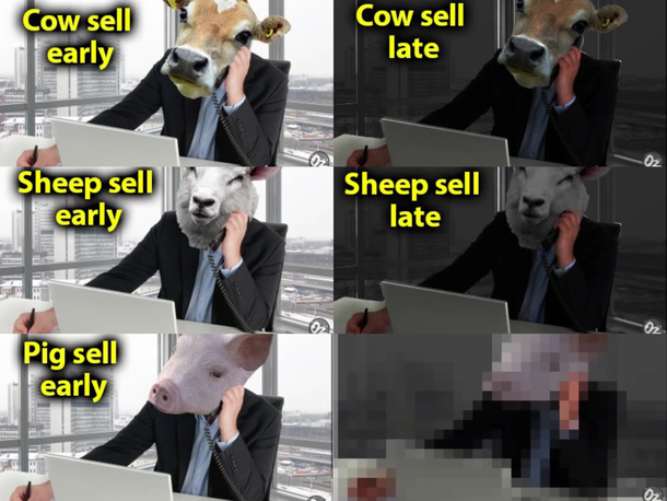 Pigs sell late