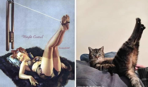 Pin up cat