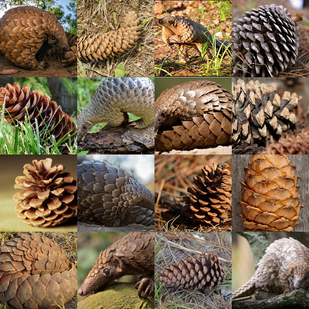 Pine cone or Pangolin