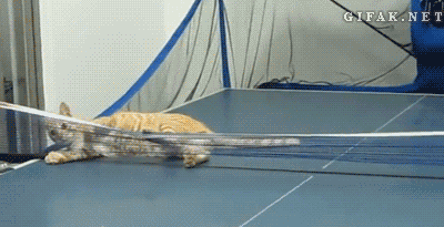 Ping pong champ