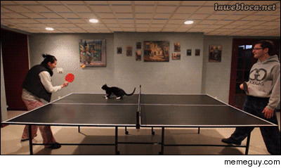 Ping Pong With A Cat Meme Guy