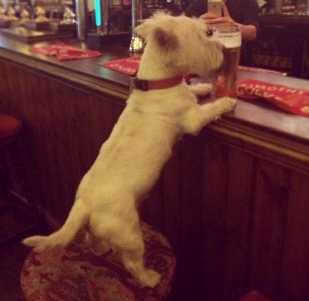 Pint of lager please