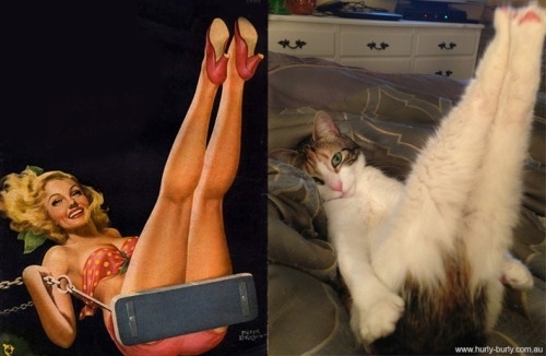 Pinup cat