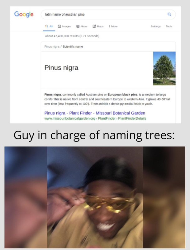 Pinus Nigra
