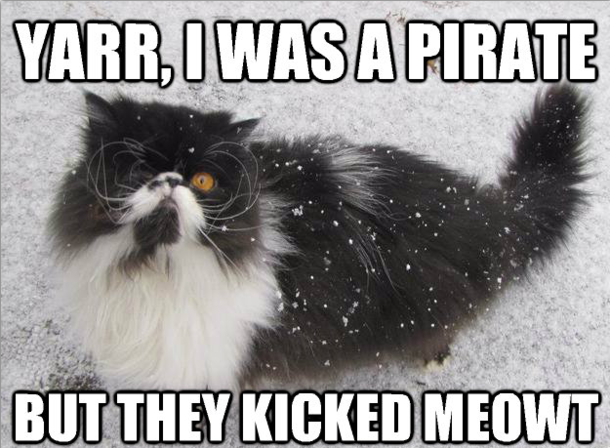Pirate cat
