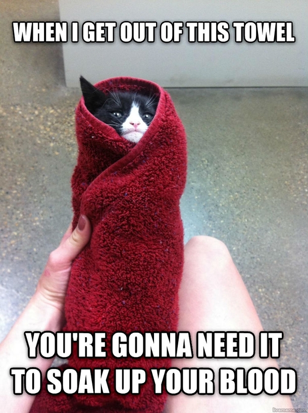 Pissed Off Towel Cat
