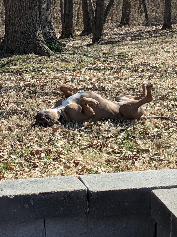 Pitbull down