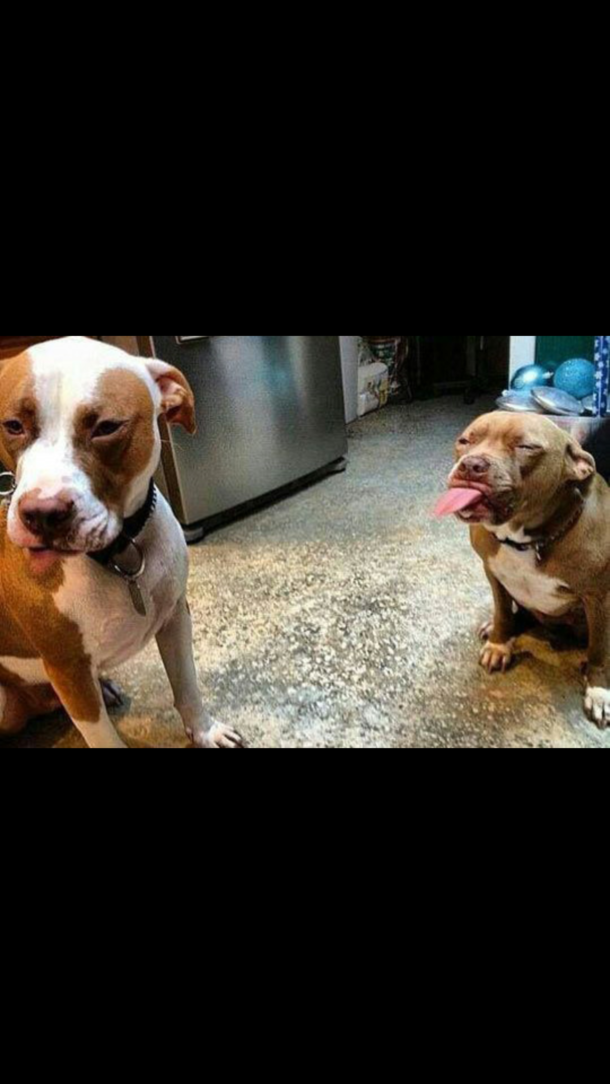 Pitbulls are mean